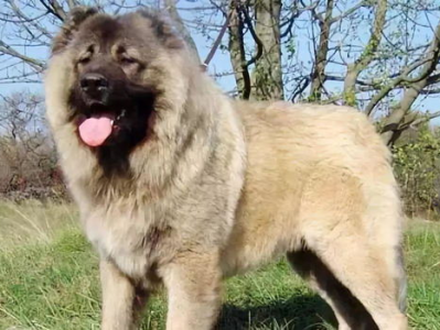 野猪蜕变记：从30斤到150斤的惊人成长