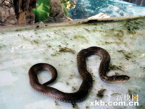 私语蛇影：探寻神秘幽深的密语世界