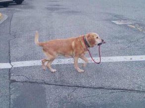 狗主人遭反杀案监控曝光有何意义