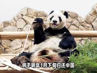 日本大熊猫繁育计划告终：国宝熊猫不再在此繁衍生息